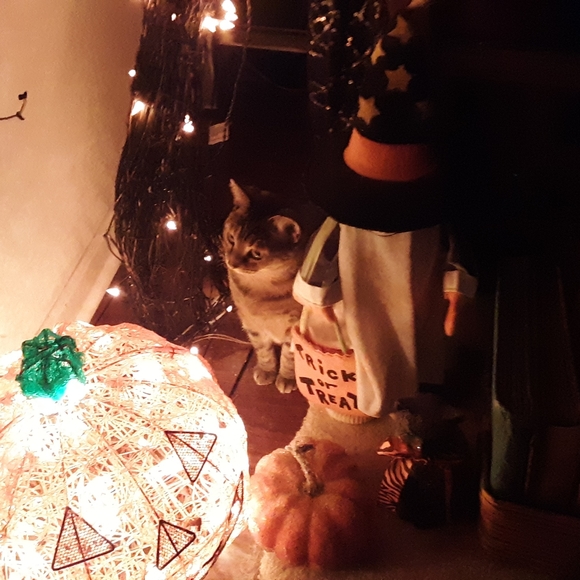 Meet your Posher, Sally - Picture 15 of 16